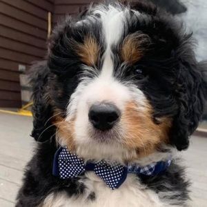 Meet your Posher, Gabe